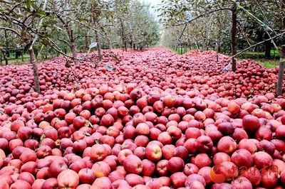 兰州供销系统首个农产品展示中心正式运营，推动‘甘味’市场新发展